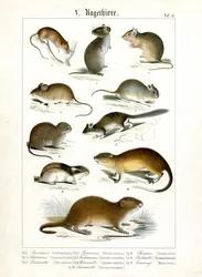 Varie specie di roditori