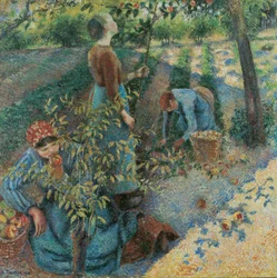 Raccolta delle mele