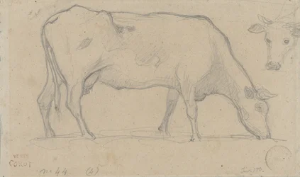Mucca al pascolo, con testa di mucca in alto a destra