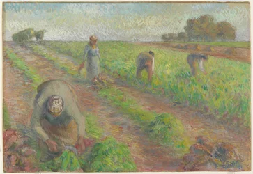 La raccolta delle barbabietole, 1881