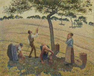 Raccolta delle mele