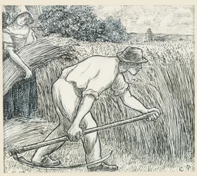 Il raccolto