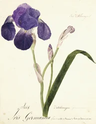 Iris germanica, c. 1815-1851