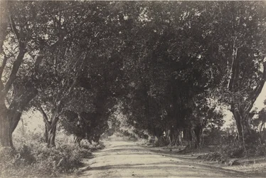 Viale degli alberi di baniano, Seringham, India