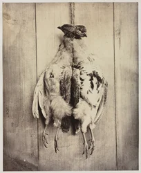 Pernici recto, Tomba di L.D. Campbell verso, c. 1861