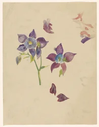 Studio di fiori