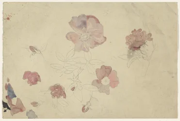 Studi di fiori in viola e rosa