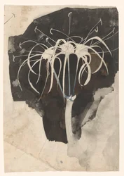Studio di caprifoglio