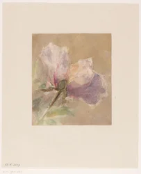 Rosa appassita
