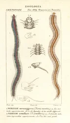 Nereide a denti di barra, Perinereis nuntia 1 e nereide, Syllis armillaris 2