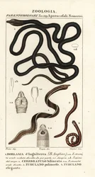 Vermi a nastro, Lineus longissimus, Borlasia angliae, verme proboscide, Cerebratulus bilineatus, Tubulanus polimorphus, Tubulanus elegans