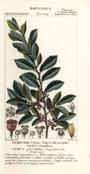 Olmo cinese, Ulmus parvifolia, Ulmus chinensis, Olmo della Cina