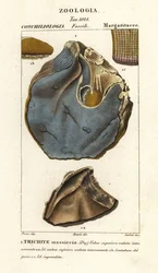 Fossile di specie di ostrica estinta, Trihites plati