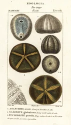 Fossili di ricci di mare estinti: Echinocorys (Ananchites) 1, Galerites globulosus 2, e Nucleolites patella 3