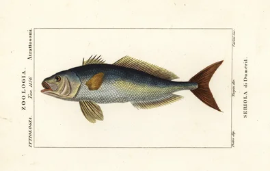 Ricciola maggiore, Seriola dumerili, Seriola di Dumeril
