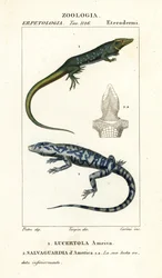Corridore della giungla, Ameiva ameiva, e tegu dorato, Tupinambis teguixin