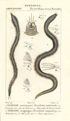 Leodice antennata, Nereidonta antennata 1, e Eunice sanguinea, Nereidonta sanguinea 2