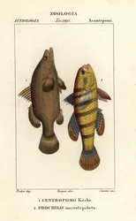 Persico del Nilo, Lates niloticus, e pesce dormiente o ghiozzo, Ophiocara macrolepidota
