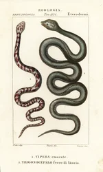 Cobra sputatore dal collo ad anello, Hemachatus haemachatus, e serpente lancia di Martinica, Bothrops lanceolatus
