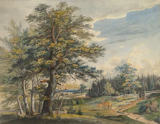 Paesaggio boscoso con cervo