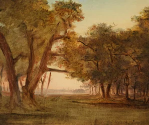 Paesaggio forestale nell