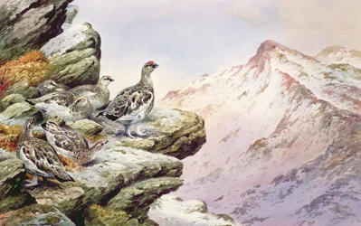 Pernici bianche sulle cime alte