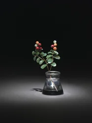 Mirtillo rosso, fine 1800-inizio 1900