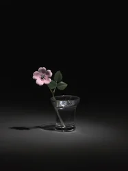 Rosa selvatica