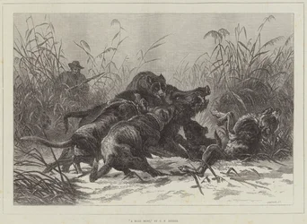 Caccia al cinghiale