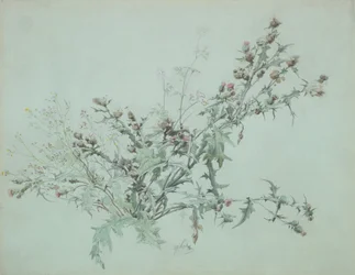 Studio di un cardo in fiore, 1846