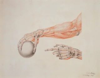 Mani anatomiche, 1837