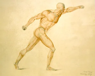 Muscolatura Anatomica di un Uomo in Piena Estensione