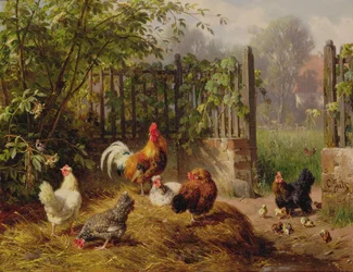 Gallo con Galline e Pulcini