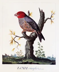 Loxia erythrocephala (Amadina erythrocephala), Fringuello dalla testa rossa, acquerello