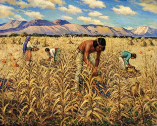 Raccolta del mais a Santo Domingo