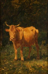 Mucca color pane