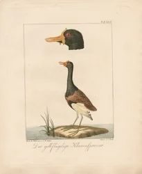 La Jacana dalle ali gialle (litografia colorata a mano)