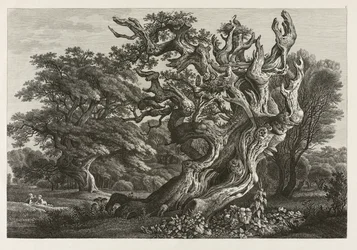Grande quercia fantastica con un nido di cicogne