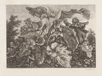 Studio di Pianta con Bardana
