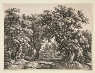 Paesaggio forestale