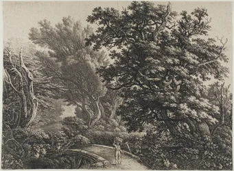 Ponte rustico in un bosco intricato