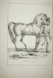 Guardia reale, cavaliere normanno, non in uniforme completa, e cavallo, n. 3