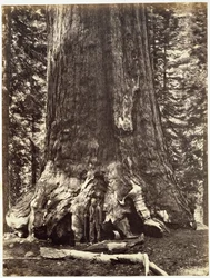 Base del Grizzly Giant, da The Yosemite Book: A Description of the Yosemite Valley and the Adjacent Region of the Sierra Nevada, and of the Big Trees of California, di Josiah Dwight Whitney