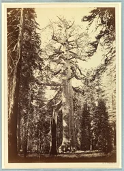 Il gigante grizzly, Mariposa Grove, Yosemite