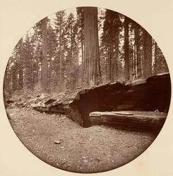 Mammoth Three Grove Hotel, Calaveras Co Cal.