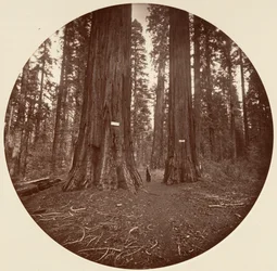 Nessuno, ca. 1878