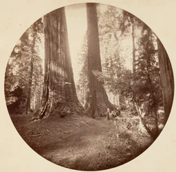 Old Dominium e la taverna di Zio Tom. Calaveras Grove, ca. 1878