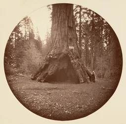 Cabina dei pionieri - Calaveras Grove, ca. 1878