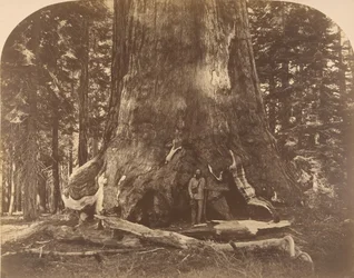 Sezione del Gigante Grisly, Mariposa Grove
