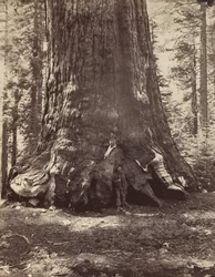 Sezione del Grizzly Giant con Galen Clark, Mariposa Grove, Yosemite, 1865-66, stampato ca. 1876
